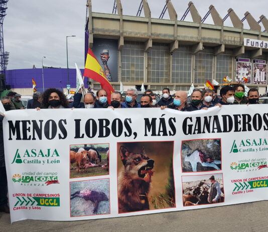 CARAVANA DE TRACTORES Y COCHES POR LAS CALLES DE VALLADOLID EN CONTRA DE LA SOBREPROTECCIÓN DEL LOBO