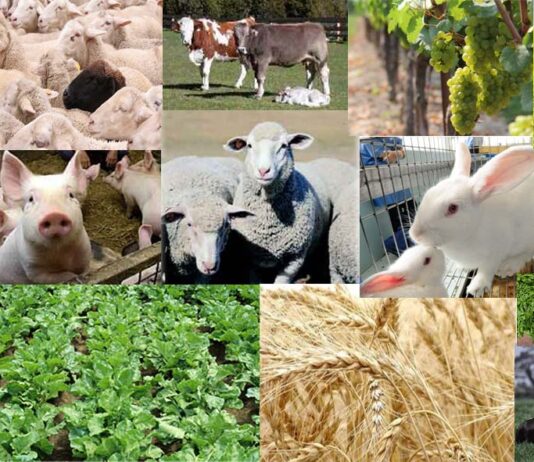 AYUDAS MODERNIZACIÓN: INCORPORACIÓN Y PLANES DE MEJORA