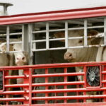 CURSO BIENESTAR ANIMAL EN EL TRANSPORTE