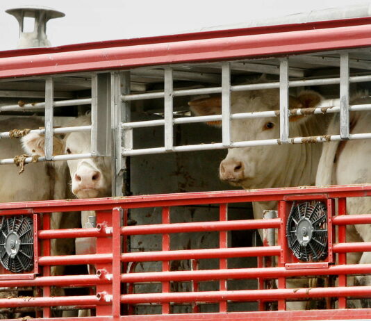 CURSO BIENESTAR ANIMAL EN EL TRANSPORTE