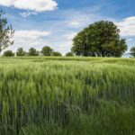 La exención del impuesto de transmisiones por arrendamiento de fincas rústicas se ampliará en Castilla y León en 2024