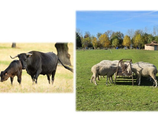 ASAJA Segovia respalda a los veterinarios de campo de Segovia, que piden a la Junta una planificación “realista” de la vacunación de la lengua azul en Segovia