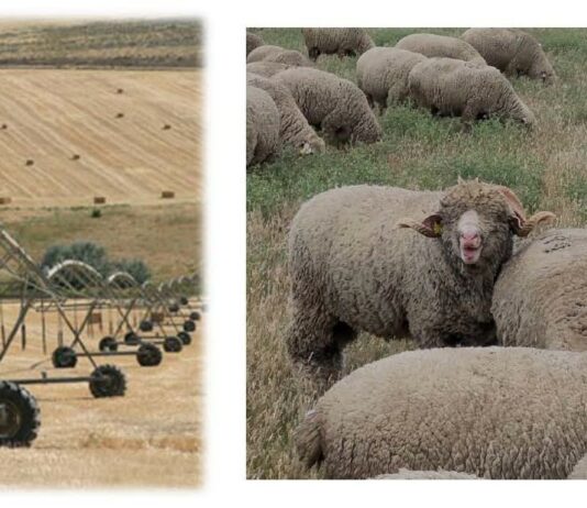 ASAJA Segovia respalda las movilizaciones europeas e insta a que se cambie el rumbo político o el sector agrario desaparecerá.