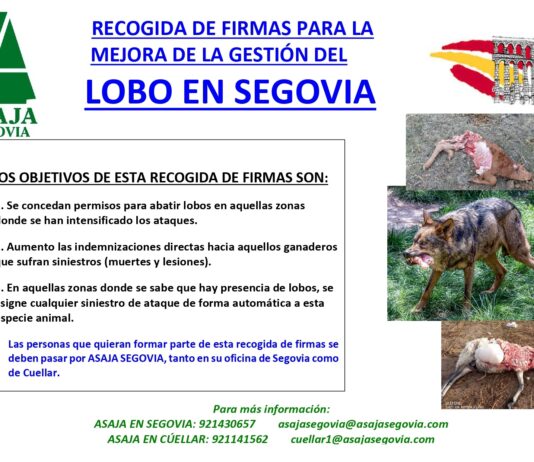 El lobo mata más de 1000 cabezas de ganado en la provincia de Segovia durante el año 2023