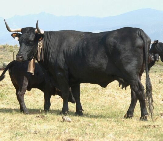 ASAJA Segovia considera reírse del sector las propuestas del Consejo de Agricultura que simplifican y modifican la PAC.