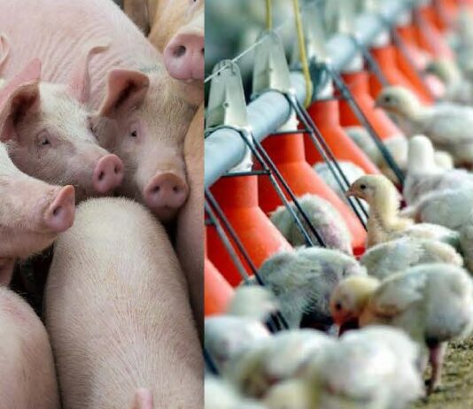 ASAJA Segovia no da crédito a la aprobación de la Directiva de Emisiones Industriales por parte del Parlamento Europeo.