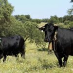 ASAJA SEGOVIA valora positivamente las medidas propuestas por el ministerio en cuanto a la Tuberculosis Bovina