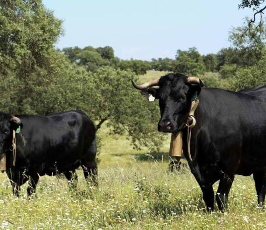 ASAJA SEGOVIA valora positivamente las medidas propuestas por el ministerio en cuanto a la Tuberculosis Bovina