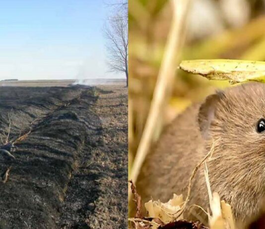 ASAJA Segovia alerta de la aparición de topillos en la provincia.