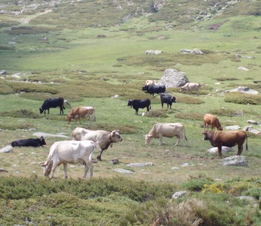 ASAJA propone mejoras para garantizar una actividad ganadera eficiente y sostenible en el Parque Nacional de la Sierra de Guadarrama