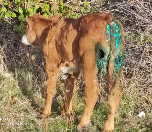 ASAJA-SEGOVIA VALORA POSITIVAMENTE LA DECISIÓN DE LA UE DE REBAJAR LA PROTECCIÓN DEL LOBO.