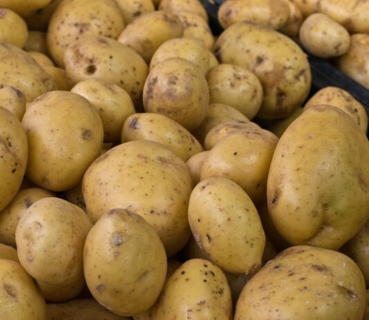 ASAJA Segovia denuncia la disparidad en los precios de la patata y señala a los intermediarios e industrias como responsables.