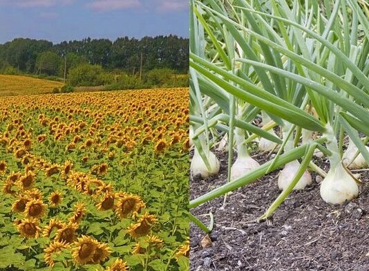 ASAJA-Segovia solicita al Ministro de Agricultura que no retire a METRIBUZINA del mercado.