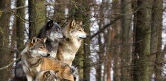 ASAJA-SEGOVIA denuncia lo insostenible de la situación del lobo en nuestra provincia.