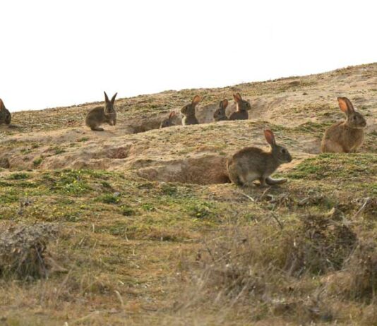 ASAJA Segovia alerta de los graves problemas que están causando los conejos en nuestra provincia.