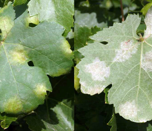 ASAJA Segovia traslada a la Consejería de Agricultura de la Junta de Castilla y León, la gran afección que está produciendo el MILDIU en los viñedos de nuestra provincia