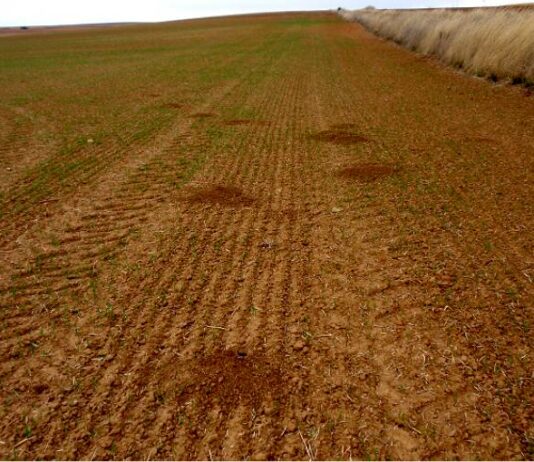 ASAJA Segovia solicita a la Consejería de Agricultura de la Junta de Castilla yLeón, medidas para paliar los el daño producido por mildiu y topillos a nuestra agricultura