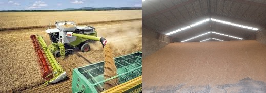 MUCHO GRANO Y POCO DINERO