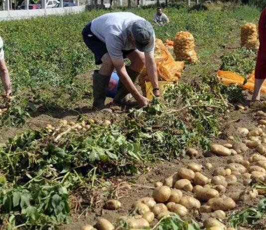 La patata. Un cultivo en 2025, ruinoso para nuestros agricultores.