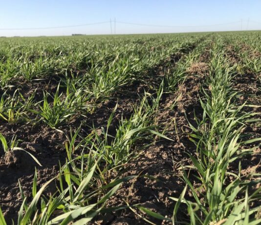 Hoy 9 de septiembre día mundial de la Agricultura