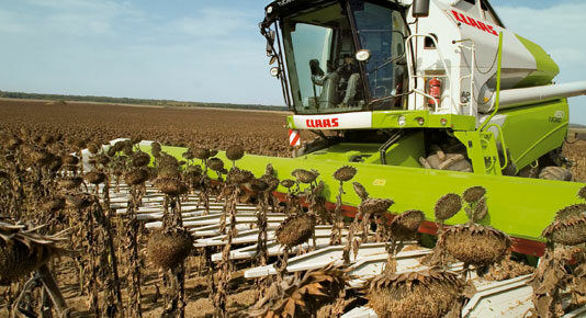 Campaña de siega de girasol en Segovia 2025.