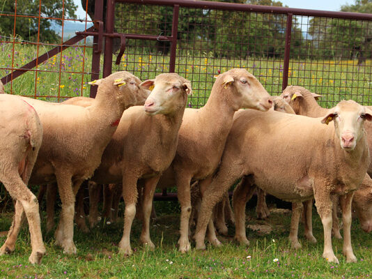 La lana Española podrá volver a exportarse a China