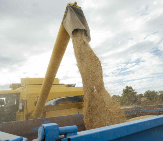 La inacción del Ministerio de Agricultura y Junta de Castilla y León condenan a la ruina al cereal español frente al ‘dumping ucraniano’