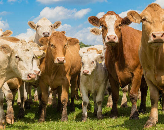 ASAJA exige al Ministerio que garantice la “regionalización” del foco de Dermatosis Nodular Contagiosa detectado en Cataluña y el mantenimiento de las exportaciones de vacuno