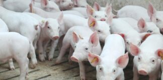 ASAJA Segovia celebra la sentencia del TRIBUNAL SUPREMO, donde se tumba la imposición de reducir la cabaña porcina