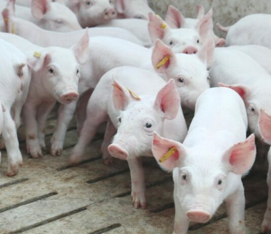 ASAJA Segovia celebra la sentencia del TRIBUNAL SUPREMO, donde se tumba la imposición de reducir la cabaña porcina