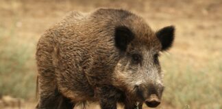 ASAJA Segovia solicita a la Delegación de la Junta de Castilla y León en nuestra provincia acciones para minimizar el riesgo de entrada de las Peste Porcina Africana.