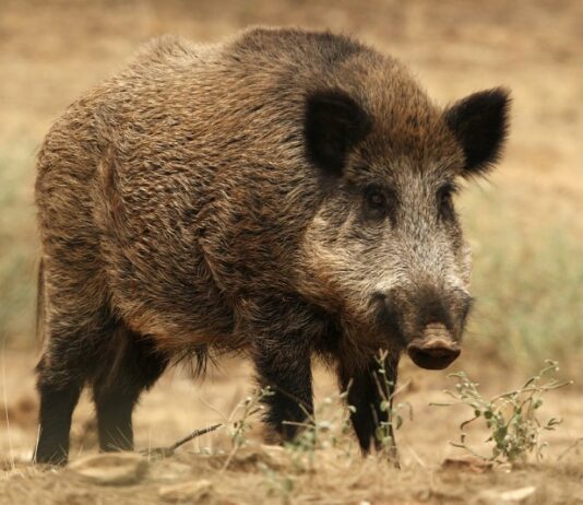 ASAJA Segovia solicita a la Delegación de la Junta de Castilla y León en nuestra provincia acciones para minimizar el riesgo de entrada de las Peste Porcina Africana.