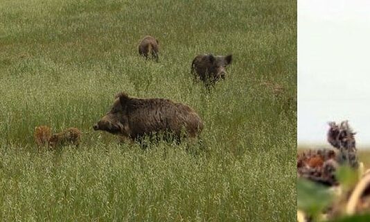 ASAJA Segovia solicita a la Delegación de la Junta de Castilla y León en nuestra provincia facilite el control de la fauna silvestre.