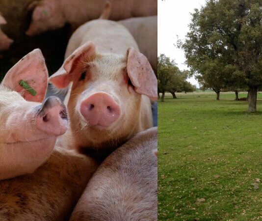 La Sanidad animal el talón de Aquiles de nuestra ganadería.