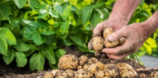 ASAJA-Segovia solicita más control sobre la patata de siembra.