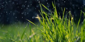 El Sector Agrario celebra la llegada de las lluvias