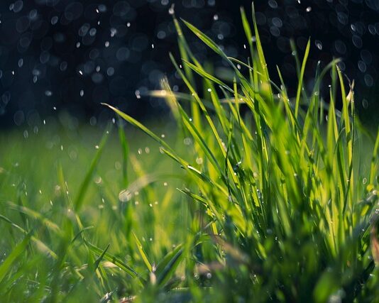 El Sector Agrario celebra la llegada de las lluvias