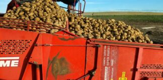Los precios de las patatas se hunden en origen y arrastran a la ruina a nuestros agricultores.