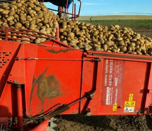 Los precios de las patatas se hunden en origen y arrastran a la ruina a nuestros agricultores.