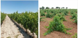 Comienza la vendimia en Segovia en la D.O Rueda con el precio de la uva hundido.