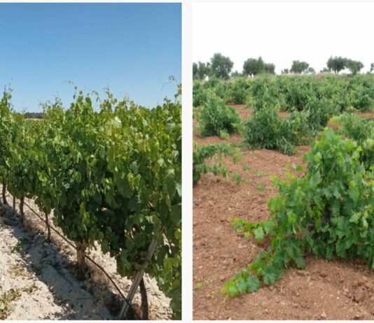 Comienza la vendimia en Segovia en la D.O Rueda con el precio de la uva hundido.