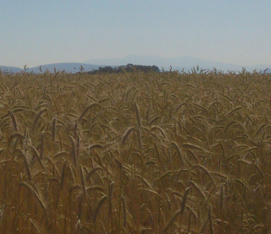 España incorporará el Reglamento Ómnibus de la reforma de la PAC a su normativa antes de febrero