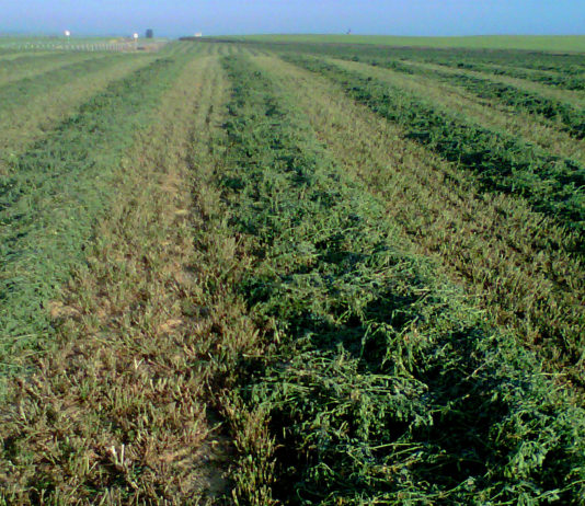 El nuevo ministro de Agricultura y Ganadería quiere que la PAC sea “cuestión de Estado” Alfalfa