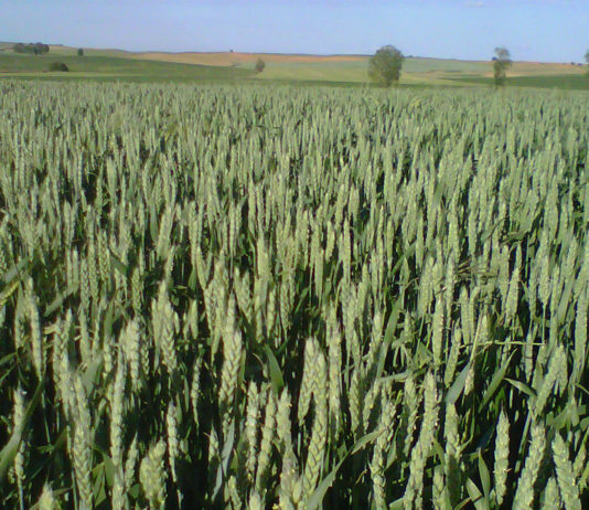 La Junta pide a Planas un Fondo de Garantía Estatal si hay recortes en la PAC Trigo