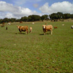 recurso-vacas-extensivo