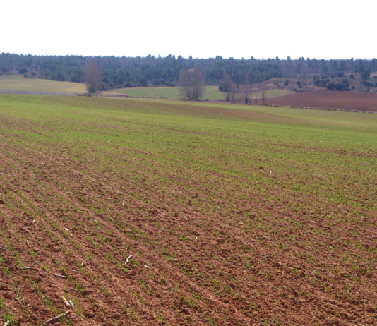 El comisario europeo de Agricultura propone una PAC con un recorte del 5 por ciento y un techo máximo de ayudas