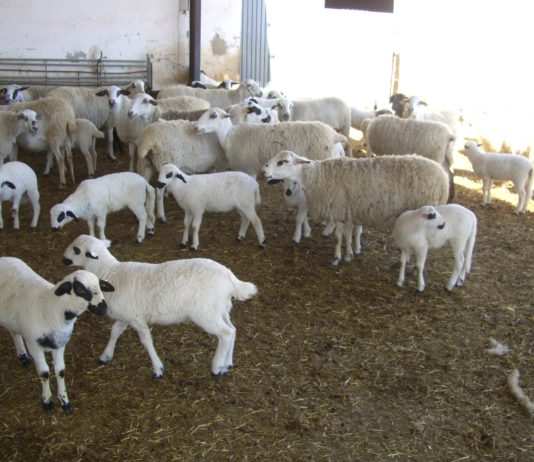 El sector del ovino de leche sale a la calle para exigir un acuerdo de precios