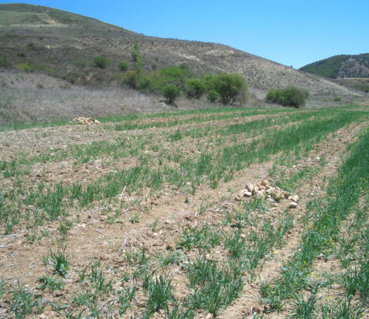 El campo de Castilla y León cierra el año con más de 1.500 millones de euros en pérdidas