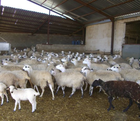 Regala y consume productos de Soria. ASAJA