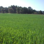 Sin perder de vista al cereal